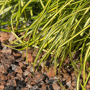 Schots graniet split in de tuin